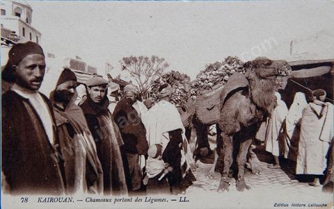 Chameaux portant des légumes au coeur de la medina de Kairouan - Carte postale ancienne Tunisie