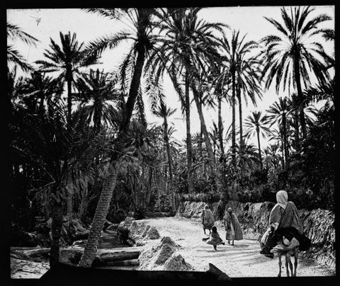Oasis de Gabès - Plaque de verre format 8,5x10 cm - photographe inconnu - date env 1850-1860