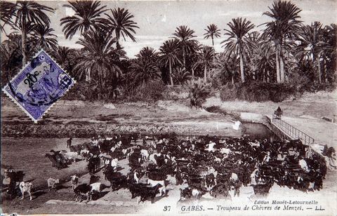 Troupeau de chèvres de Menzel à Gabès - 1922 - Carte postale ancienne Tunisie