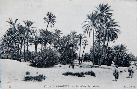 Dans l'oasis près de Tataouine - datée de 1916 - Carte postale ancienne Tunisie