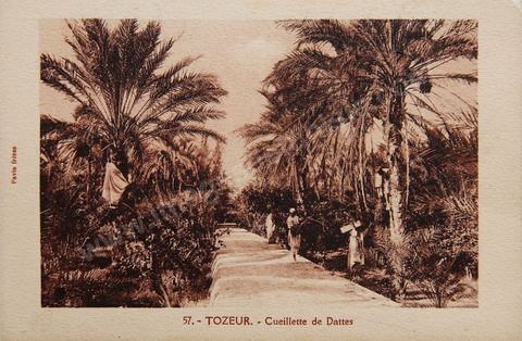 Cueillette de dattes dans l'oasis de Tozeur - Carte postale ancienne Tunisie