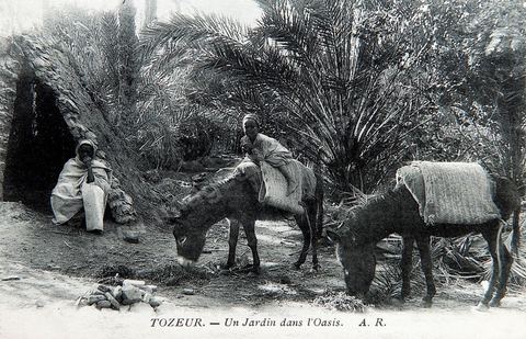 une jardin dasn l'oasis avec enfants et agricultuer et anes dans l'oasis de  Tozeur - Carte postale ancienne Tunisie