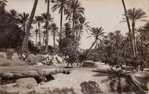 oasis de Tozeur - 1920 - Carte postale ancienne Tunisie