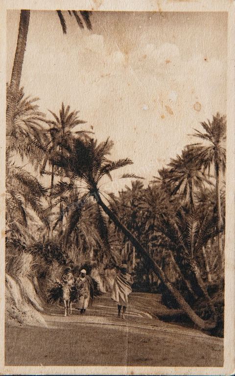 chemin dans l'oasis de Tozeur - Carte postale ancienne Tunisie