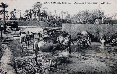Dromadaires à l'abreuvoir - Nefta - 1913 - Carte postale ancienne Tunisie