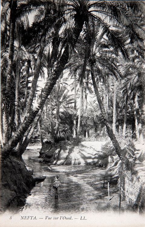 L'oued dans l'oasis de Nefta -1920 - Carte postale ancienne Tunisie
