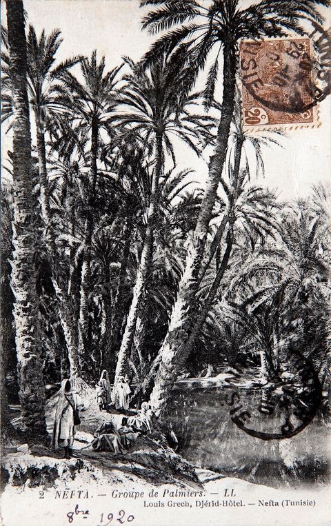 L'oued dans l'oasis de Nefta -1920 - Carte postale ancienne Tunisie