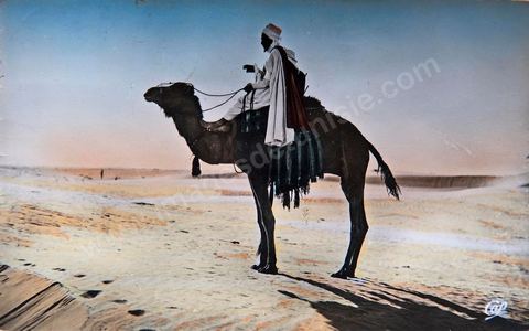 Méhariste au désert 1955 - Carte postale ancienne Tunisie