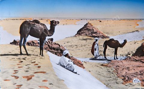 Paysage saharien au désert 1955 - Carte postale ancienne Tunisie