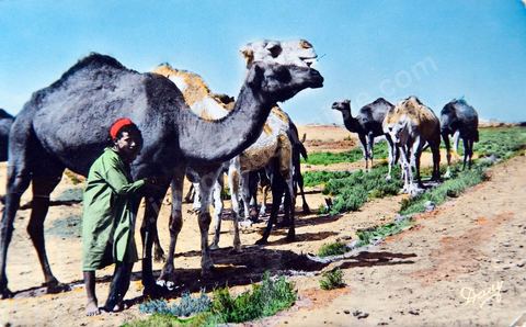 Groupe de chameaux 1956 - Carte postale ancienne Tunisie