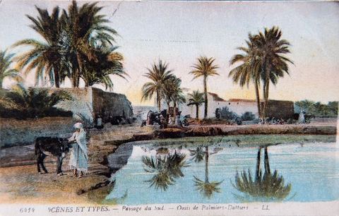 Paysage du saud. Oasis de palmiers-dattiers 1918 - Carte postale ancienne Tunisie