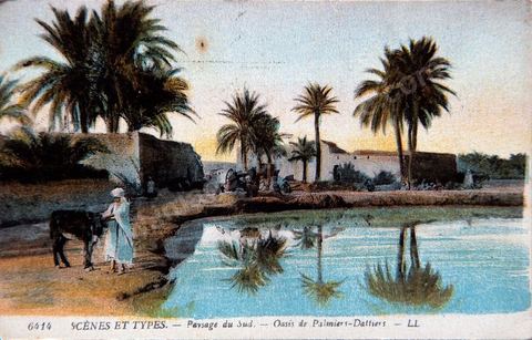Paysage du saud. Oasis de palmiers-dattiers 1918 - Carte postale ancienne Tunisie