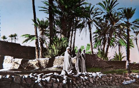 Dans l'Oasis 1962 - Carte postale ancienne Tunisie