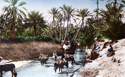 Un oued dans l'Oasis 1955 - Carte postale ancienne Tunisie
