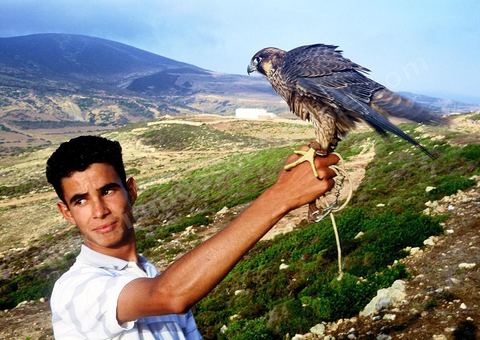 El Haouaria, est une ville située à l'extrémité nord-est du cap Bon, à l'entrée du golfe de Tunis. C'est un refuge de prédilection pour une multitude d'oiseaux migrateurs et un haut lieu de la fauconnerie depuis l'antiquité. L'Association des amis des animaux, créée en 1975, mène un efficace travail de sensibilisation de la population à la protection des oiseaux et plus spécialement des rapaces.