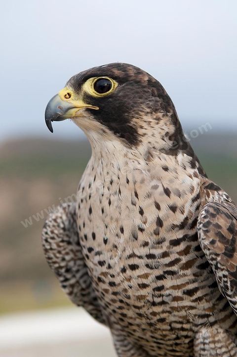 Les faucons à l'association; El Haouaria, est une ville située à l'extrémité nord-est du cap Bon, à l'entrée du golfe de Tunis. C'est un refuge de prédilection pour une multitude d'oiseaux migrateurs et un haut lieu de la fauconnerie depuis l'antiquité. L'Association des amis des animaux, créée en 1975, mène un efficace travail de sensibilisation de la population à la protection des oiseaux et plus spécialement des rapaces.