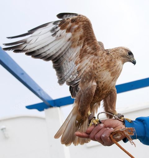 Les faucons à l'association; El Haouaria, est une ville située à l'extrémité nord-est du cap Bon, à l'entrée du golfe de Tunis. C'est un refuge de prédilection pour une multitude d'oiseaux migrateurs et un haut lieu de la fauconnerie depuis l'antiquité. L'Association des amis des animaux, créée en 1975, mène un efficace travail de sensibilisation de la population à la protection des oiseaux et plus spécialement des rapaces.