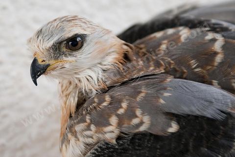 Les faucons à l'association; El Haouaria, est une ville située à l'extrémité nord-est du cap Bon, à l'entrée du golfe de Tunis. C'est un refuge de prédilection pour une multitude d'oiseaux migrateurs et un haut lieu de la fauconnerie depuis l'antiquité. L'Association des amis des animaux, créée en 1975, mène un efficace travail de sensibilisation de la population à la protection des oiseaux et plus spécialement des rapaces.