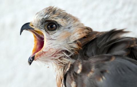 Les faucons à l'association; El Haouaria, est une ville située à l'extrémité nord-est du cap Bon, à l'entrée du golfe de Tunis. C'est un refuge de prédilection pour une multitude d'oiseaux migrateurs et un haut lieu de la fauconnerie depuis l'antiquité. L'Association des amis des animaux, créée en 1975, mène un efficace travail de sensibilisation de la population à la protection des oiseaux et plus spécialement des rapaces.