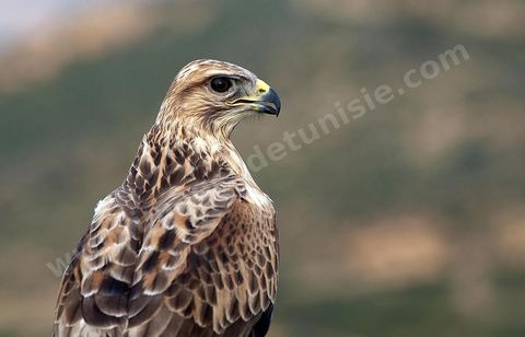 Les faucons à l'association; El Haouaria, est une ville située à l'extrémité nord-est du cap Bon, à l'entrée du golfe de Tunis. C'est un refuge de prédilection pour une multitude d'oiseaux migrateurs et un haut lieu de la fauconnerie depuis l'antiquité. L'Association des amis des animaux, créée en 1975, mène un efficace travail de sensibilisation de la population à la protection des oiseaux et plus spécialement des rapaces.