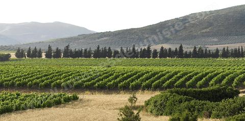 Vendanges dans la région de Grombalia