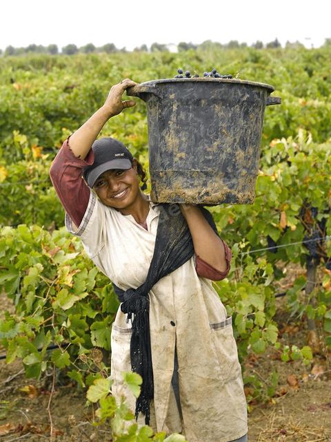 Vendanges dans la région de Grombalia