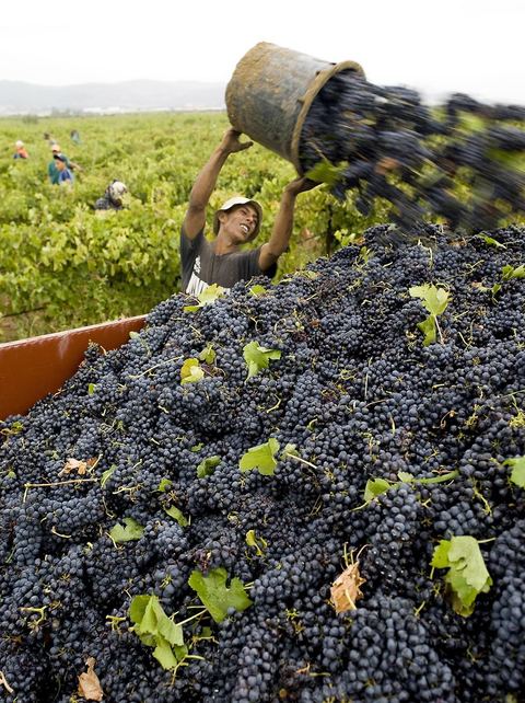 Vendanges dans la région de Grombalia
