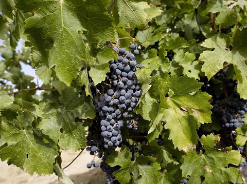 Vendanges dans la région de Grombalia