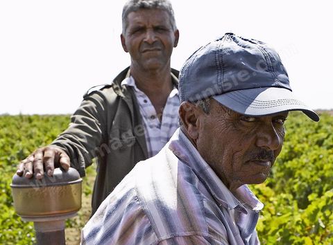 Vendanges dans la région de Grombalia