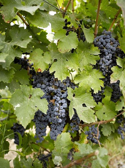 Vendanges dans la région de Grombalia