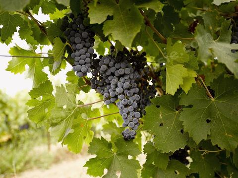 Vendanges dans la région de Grombalia