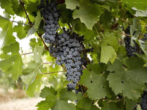 Vendanges dans la région de Grombalia