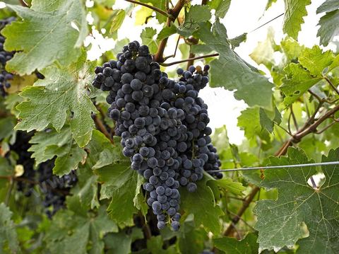 Vendanges dans la région de Grombalia