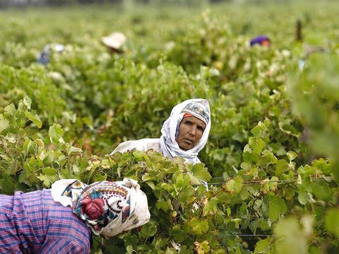Vendanges dans la région de Grombalia