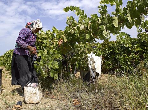 Vendanges dans la région de Grombalia