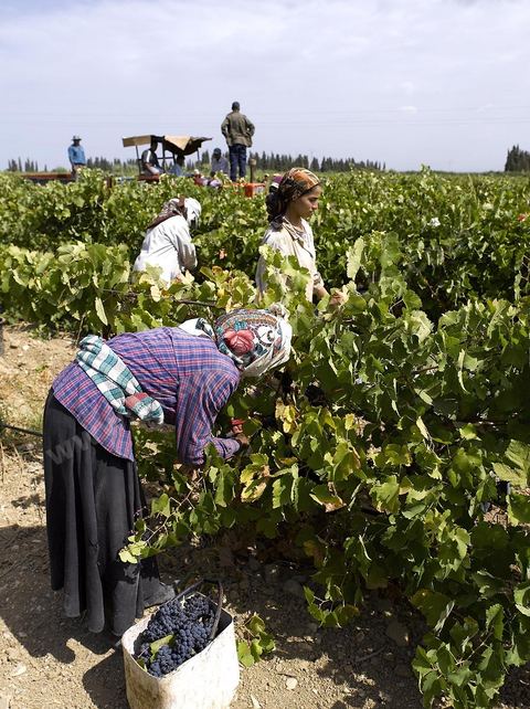 Vendanges dans la région de Grombalia