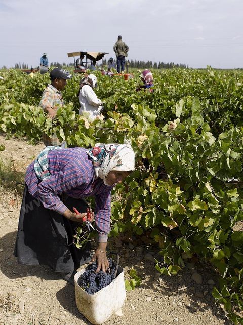 Vendanges dans la région de Grombalia