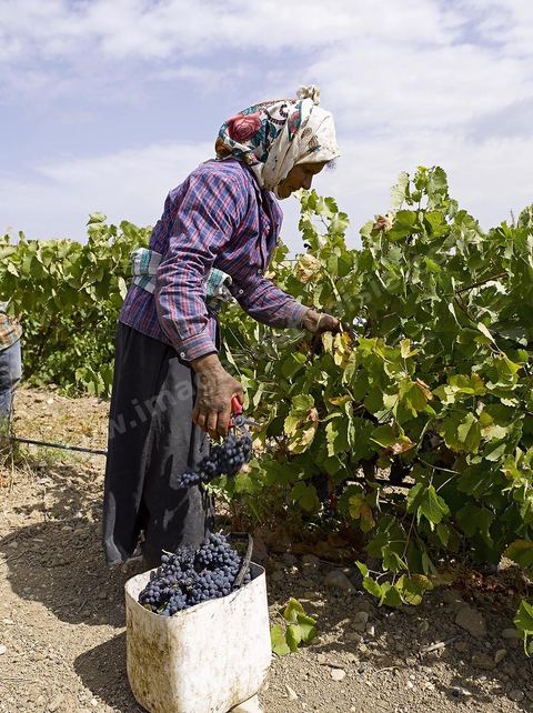 Vendanges dans la région de Grombalia