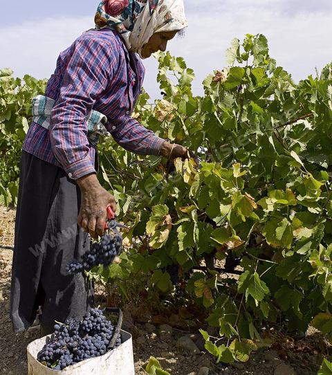 Vendanges dans la région de Grombalia