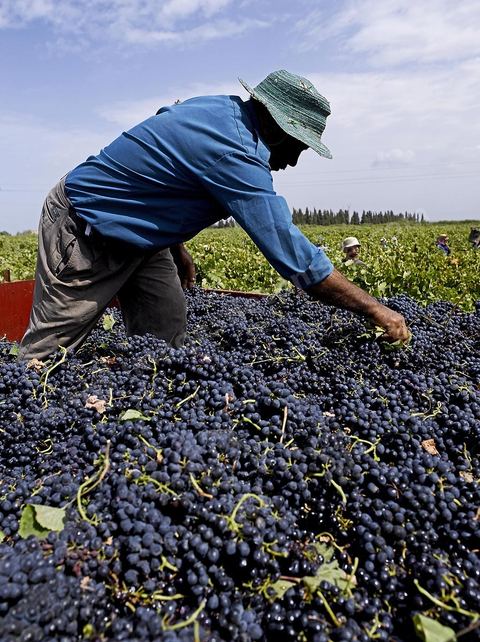 Vendanges dans la région de Grombalia