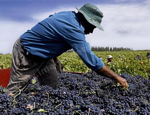 Vendanges dans la région de Grombalia