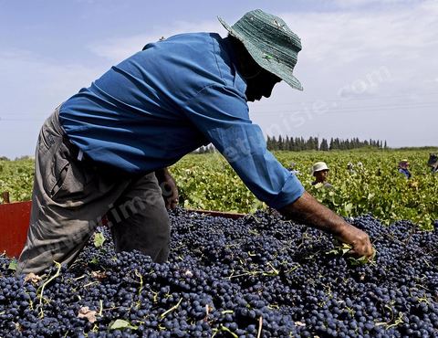 Vendanges dans la région de Grombalia