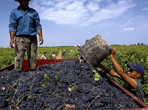 Vendanges dans la région de Grombalia