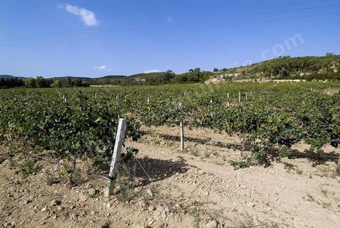 Vendanges dans la région de Grombalia