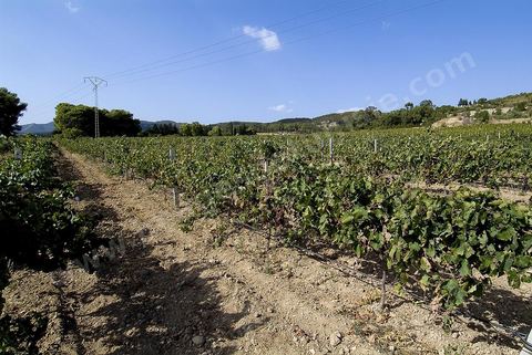 Vendanges dans la région de Grombalia