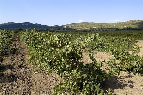 Vendanges dans la région de Grombalia