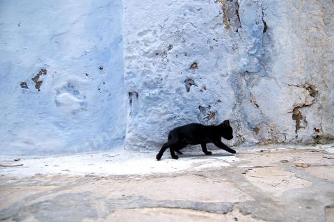Chats dans la medina de Hammamet