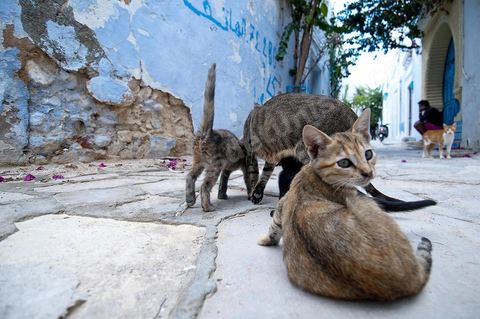 Chats dans la medina de Hammamet