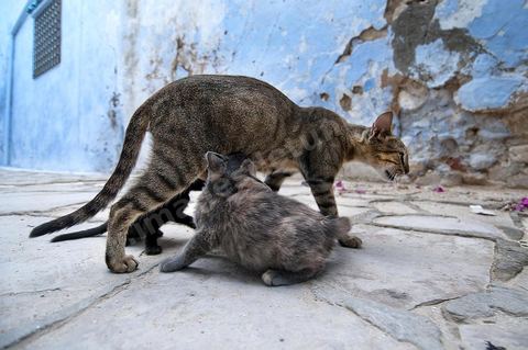 Chats dans la medina de Hammamet