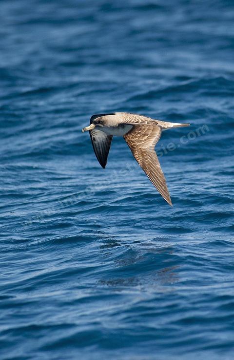 Mouette au dessus de la mer.
